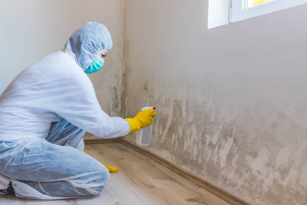 Licensed Mold Remediation service in Saint Petersburg, FL - WQB Mold Removal