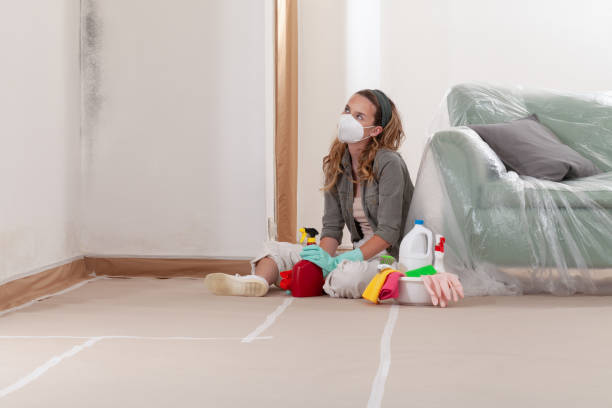 Reliable Mold Remediation contractor in Saint Petersburg, FL by WQB Mold Removal